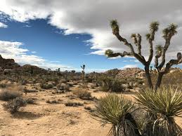 plants and crops in the great sahara desert high desert farming